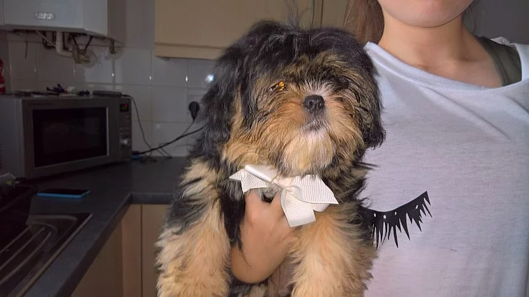 Shih-tzu, ši-tzu